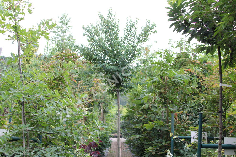 Zmarličník japonský 'Glowball' - Cercidiphyllum japonicum 'Glowball'