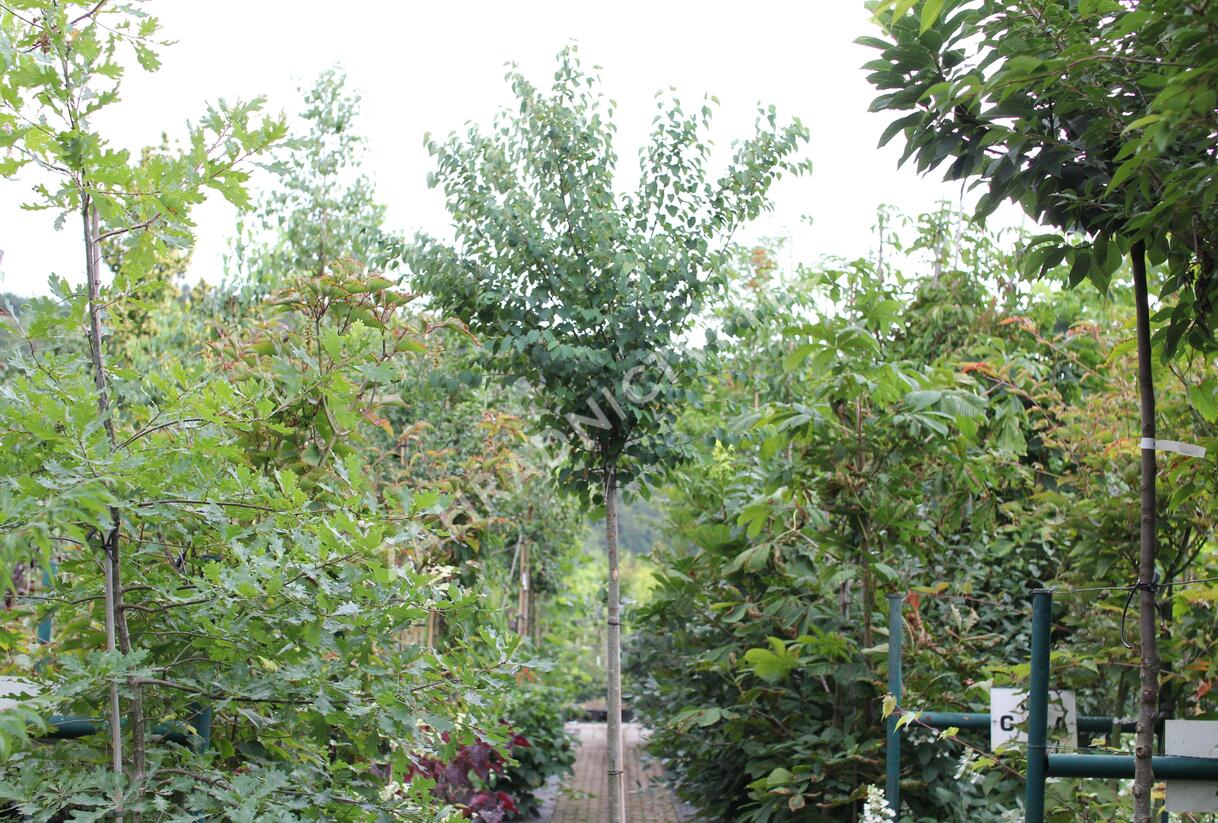 Zmarličník japonský 'Glowball' - Cercidiphyllum japonicum 'Glowball'