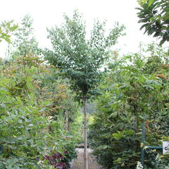 Zmarličník japonský 'Glowball' - Cercidiphyllum japonicum 'Glowball'