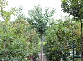 Zmarličník japonský 'Glowball' - Cercidiphyllum japonicum 'Glowball'