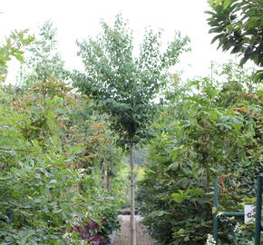 Zmarličník japonský 'Glowball' - Cercidiphyllum japonicum 'Glowball'