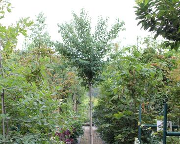 Zmarličník japonský 'Glowball'