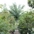 Cercidiphyllum japonicum 'Glowball'_01.JPG