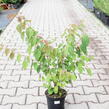 Zmarličník japonský 'Glowball' - Cercidiphyllum japonicum 'Glowball'