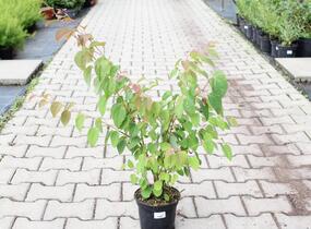 Zmarličník japonský 'Glowball' - Cercidiphyllum japonicum 'Glowball'