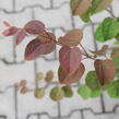Zmarličník japonský 'Glowball' - Cercidiphyllum japonicum 'Glowball'