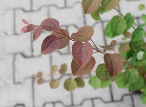 Zmarličník japonský 'Glowball' - Cercidiphyllum japonicum 'Glowball'