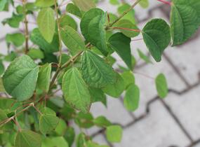 Zmarličník japonský 'Glowball' - Cercidiphyllum japonicum 'Glowball'
