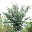 Zmarličník japonský 'Glowball' - Cercidiphyllum japonicum 'Glowball'
