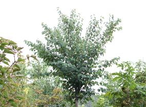 Zmarličník japonský 'Glowball' - Cercidiphyllum japonicum 'Glowball'