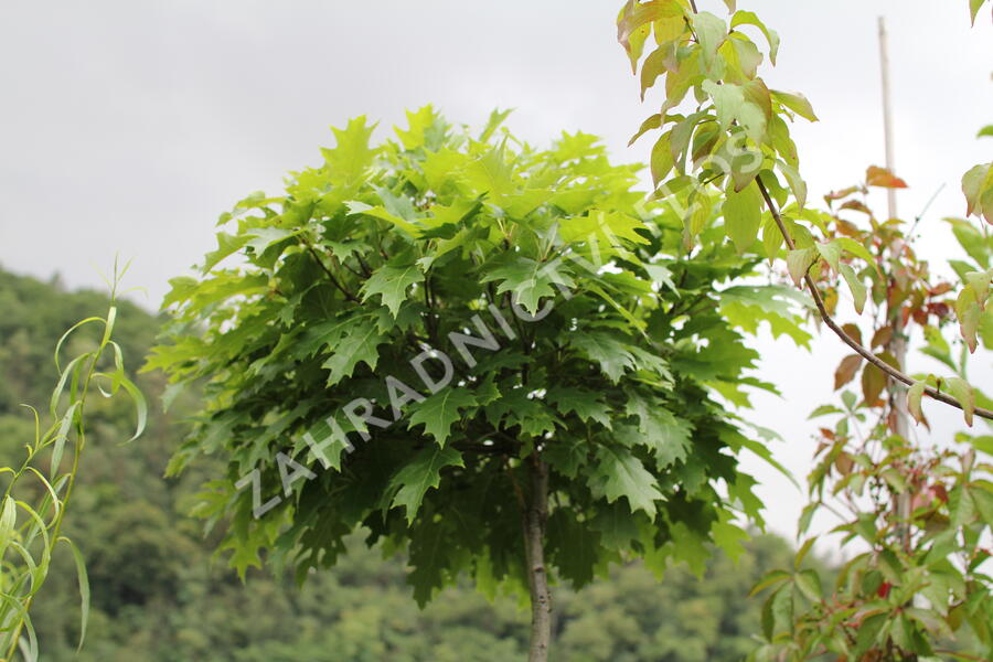 Dub červený 'Haaren' - Quercus rubra 'Haaren'