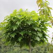 Dub červený 'Haaren' - Quercus rubra 'Haaren'