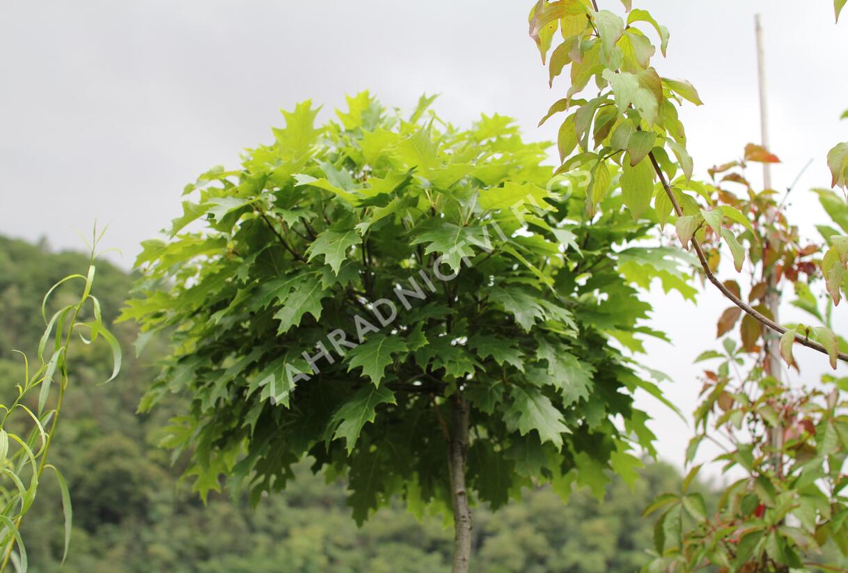 Dub červený 'Haaren' - Quercus rubra 'Haaren'