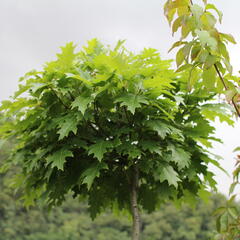 Dub červený 'Haaren' - Quercus rubra 'Haaren'