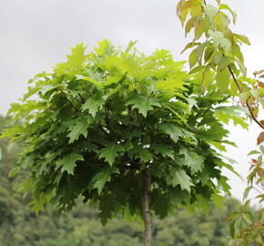 Dub červený 'Haaren' - Quercus rubra 'Haaren'