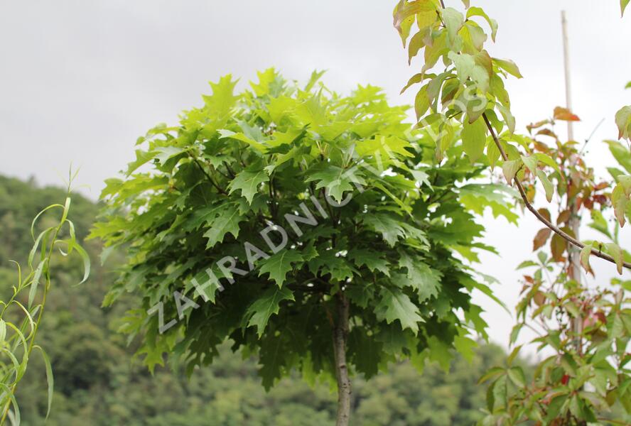 Dub červený 'Haaren' - Quercus rubra 'Haaren'