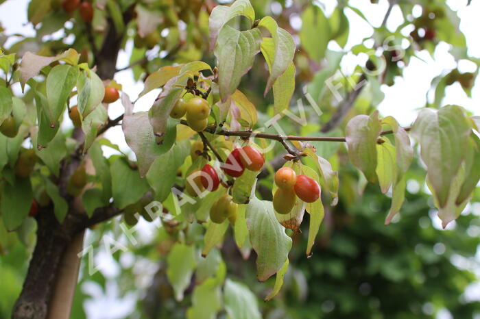 Dřín obecný - Cornus mas