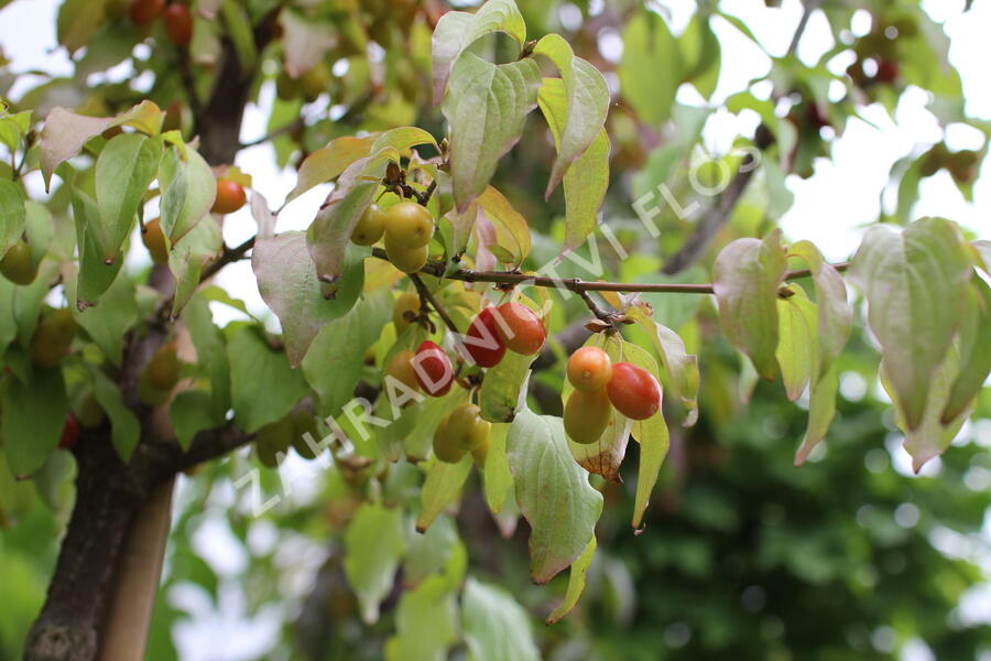 Dřín obecný - Cornus mas