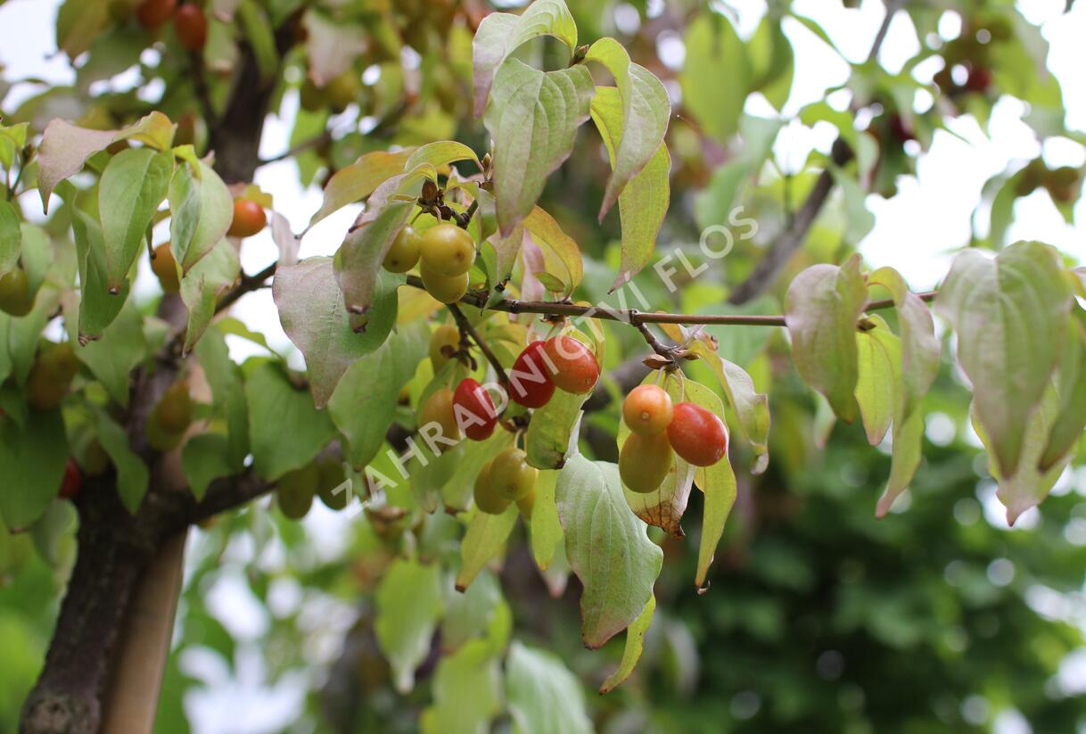 Dřín obecný - Cornus mas