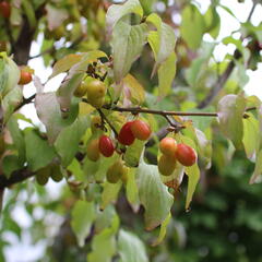 Dřín obecný - Cornus mas