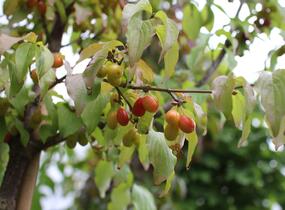 Dřín obecný - Cornus mas