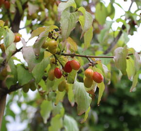 Dřín obecný - Cornus mas