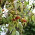 Cornus mas.JPG