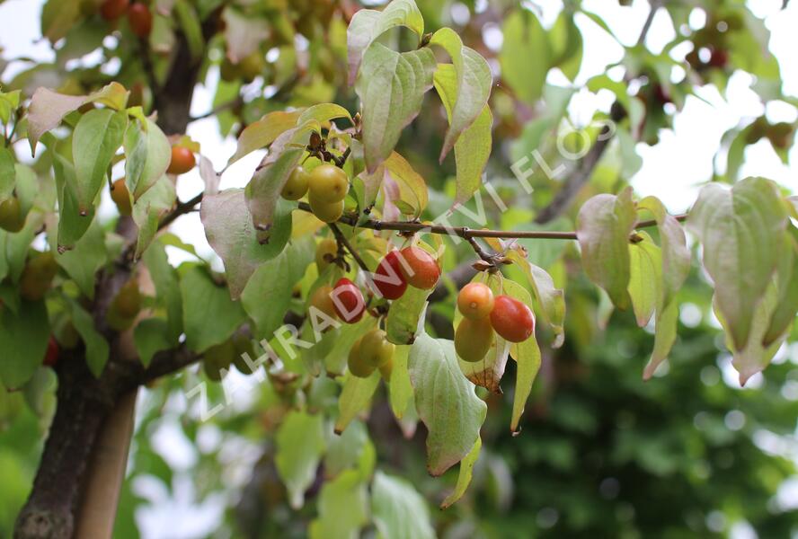 Dřín obecný - Cornus mas