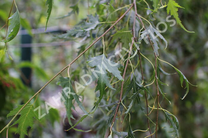 Bříza bělokorá 'Gracilis' - Betula pendula 'Gracilis'