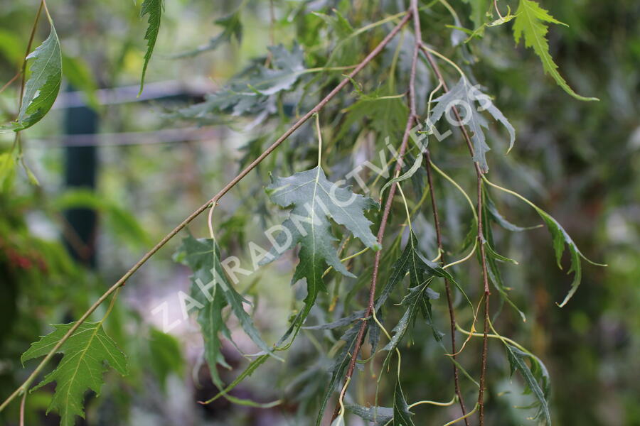 Bříza bělokorá 'Gracilis' - Betula pendula 'Gracilis'