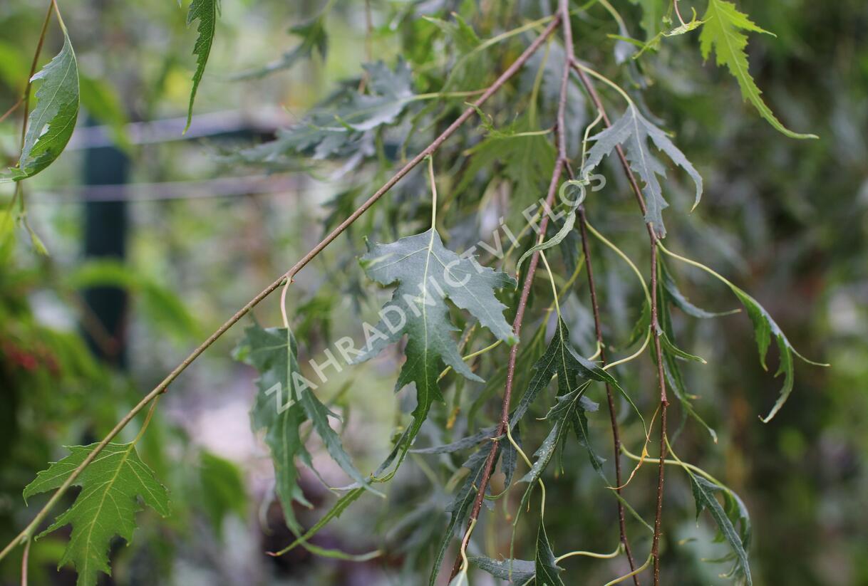 Bříza bělokorá 'Gracilis' - Betula pendula 'Gracilis'