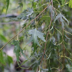 Bříza bělokorá 'Gracilis' - Betula pendula 'Gracilis'