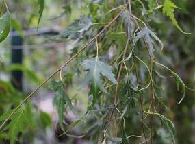 Bříza bělokorá 'Gracilis' - Betula pendula 'Gracilis'