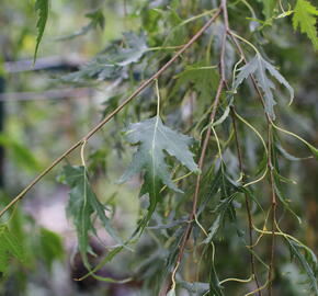Bříza bělokorá 'Gracilis' - Betula pendula 'Gracilis'