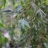 Betula pendula 'Gracilis'_01.JPG