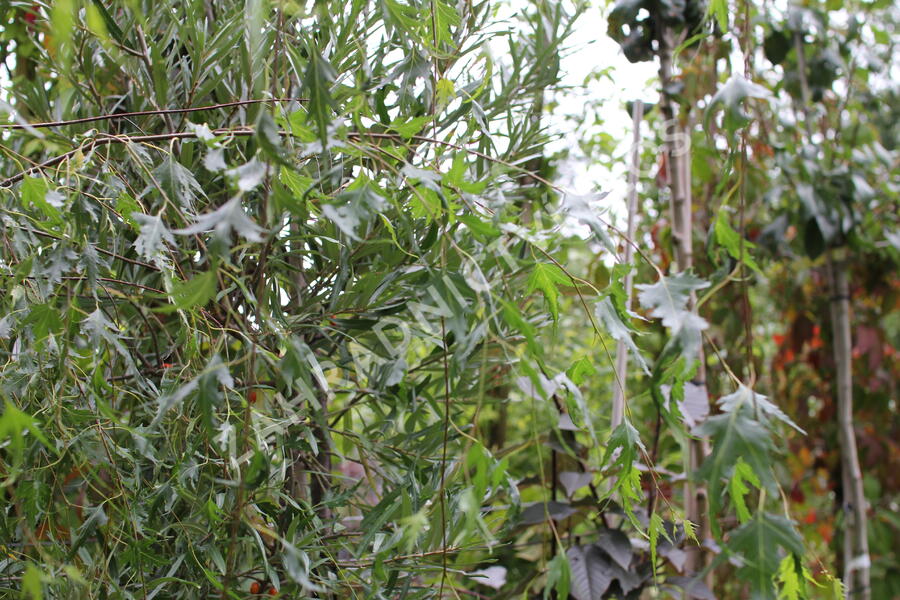 Bříza bělokorá 'Gracilis' - Betula pendula 'Gracilis'