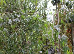 Bříza bělokorá 'Gracilis' - Betula pendula 'Gracilis'
