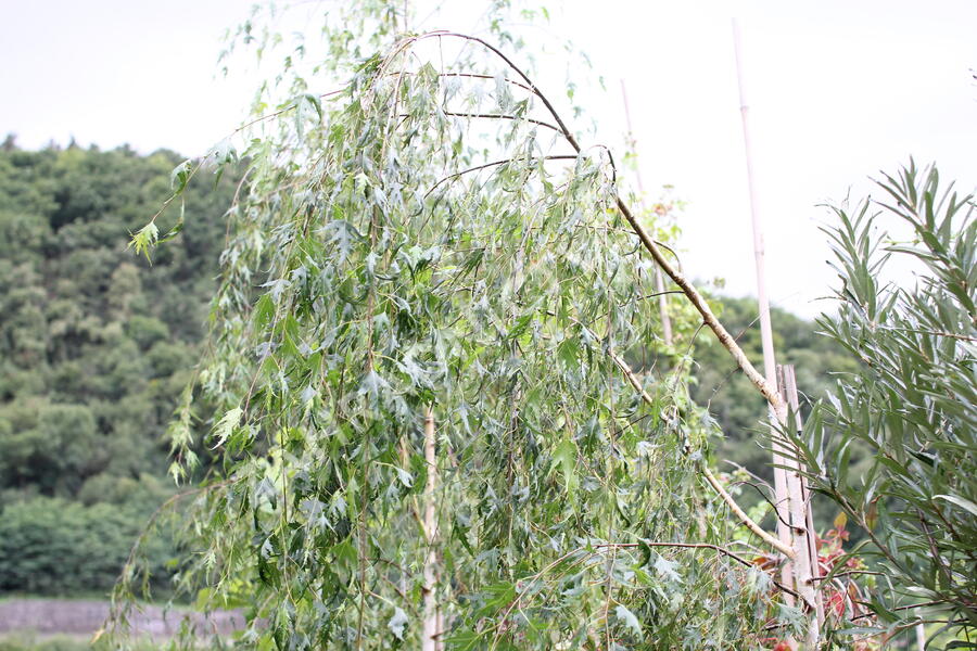 Bříza bělokorá 'Gracilis' - Betula pendula 'Gracilis'