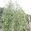 Bříza bělokorá 'Gracilis' - Betula pendula 'Gracilis'