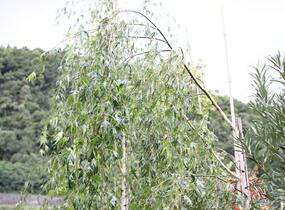 Bříza bělokorá 'Gracilis' - Betula pendula 'Gracilis'