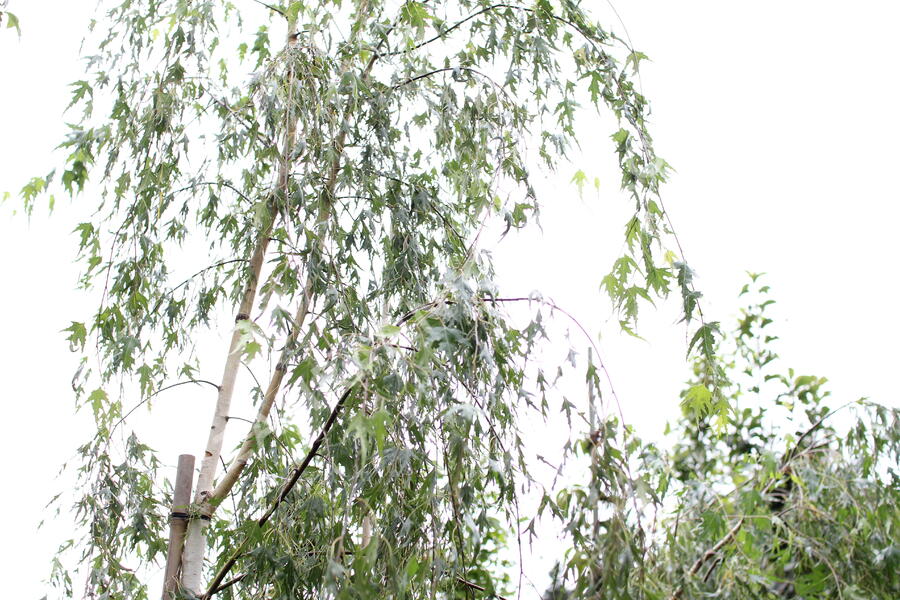Bříza bělokorá 'Gracilis' - Betula pendula 'Gracilis'