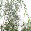 Bříza bělokorá 'Gracilis' - Betula pendula 'Gracilis'