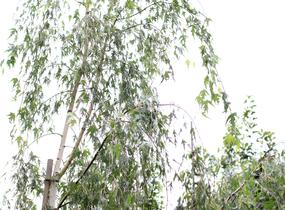 Bříza bělokorá 'Gracilis' - Betula pendula 'Gracilis'