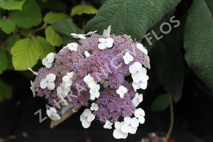 Hortenzie drsná 'Macrophylla' - Hydrangea aspera 'Macrophylla'