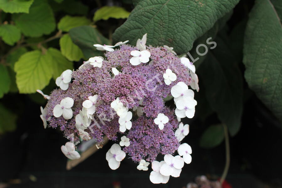 Hortenzie drsná 'Macrophylla' - Hydrangea aspera 'Macrophylla'