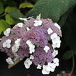 Hortenzie drsná 'Macrophylla' - Hydrangea aspera 'Macrophylla'