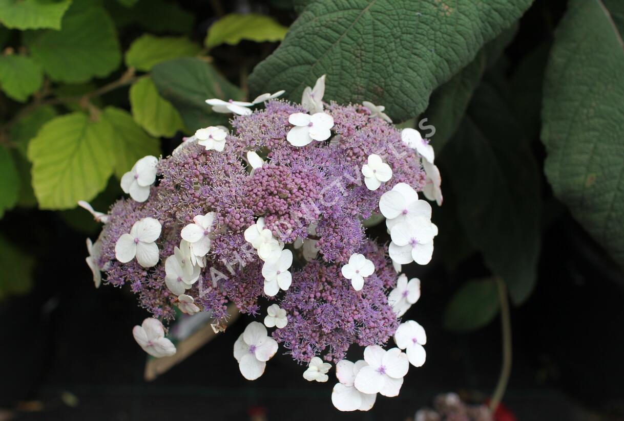 Hortenzie drsná 'Macrophylla' - Hydrangea aspera 'Macrophylla'