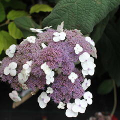 Hortenzie drsná 'Macrophylla' - Hydrangea aspera 'Macrophylla'