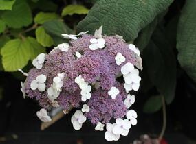 Hortenzie drsná 'Macrophylla' - Hydrangea aspera 'Macrophylla'