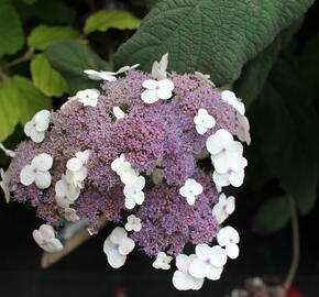 Hortenzie drsná 'Macrophylla' - Hydrangea aspera 'Macrophylla'